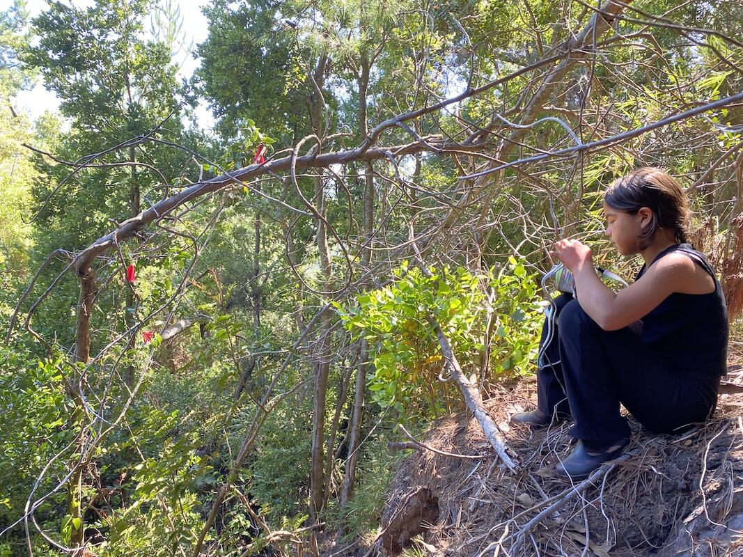 Bosque nativo